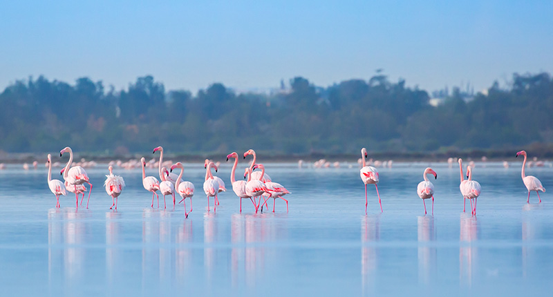 mooiste-ontdekkingen-cyprus-flamingos-eliza-was-here-belgie