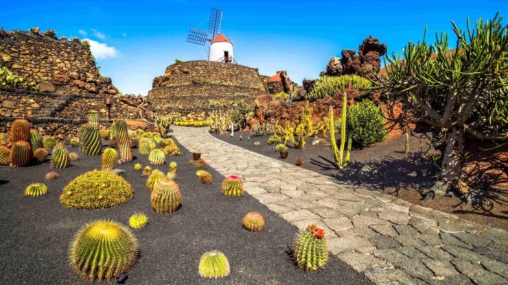 spanje lanzarote cactus landschap