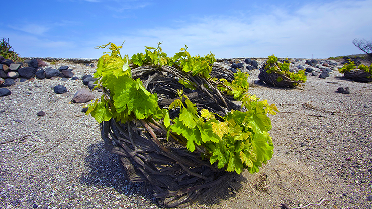 Wijn verbouwen op eiland Santorini